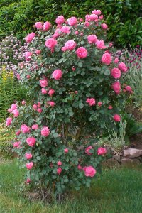 Rosen im Klostergarten